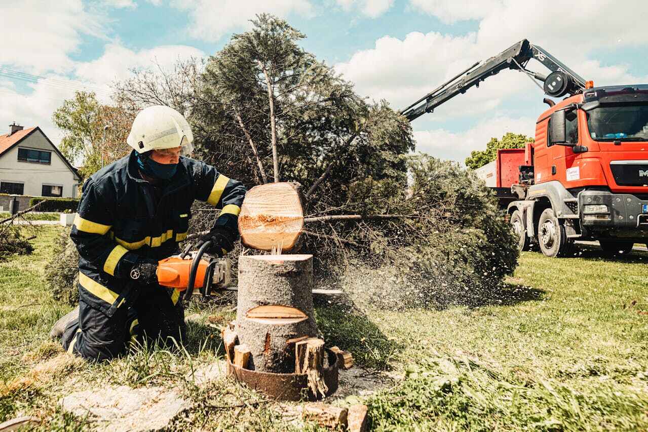 Palm Tree Trimming in Lexington, TN